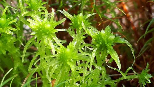 ������� �����������