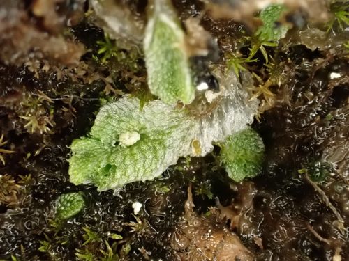 �������� ����������