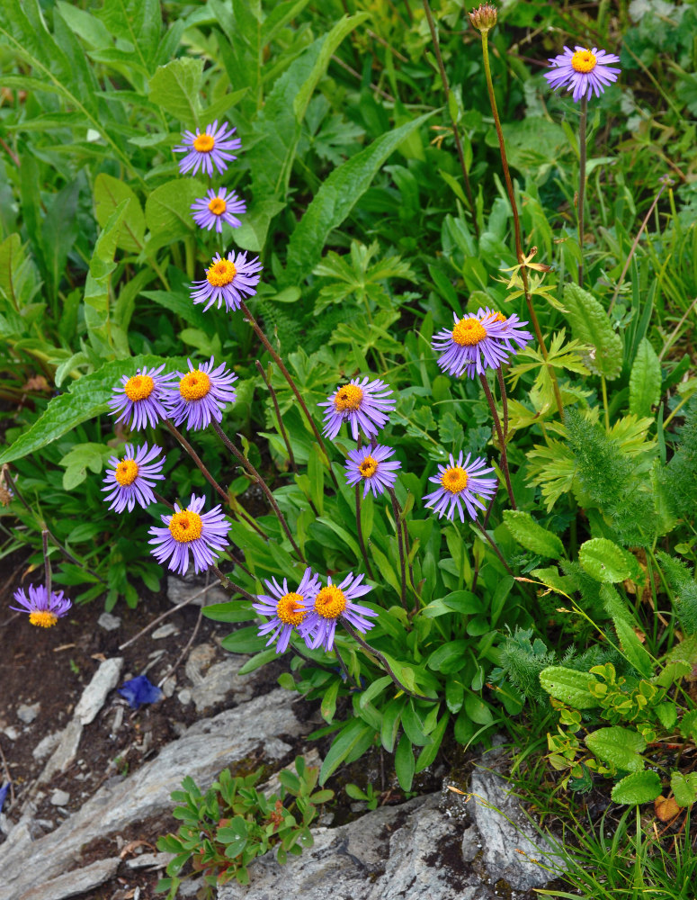 �������������� ��������