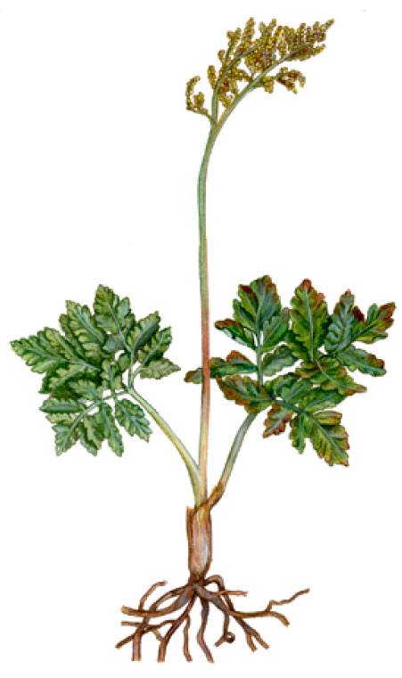 ����������� ��������������� [���������� ���������������]