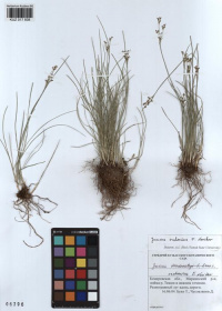 ������ ���������