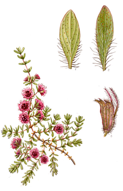 ������ (������) �����������