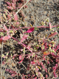 ������ �����