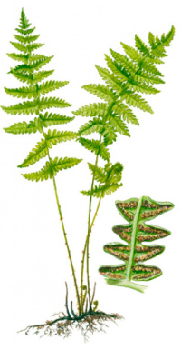 ���������� ��������