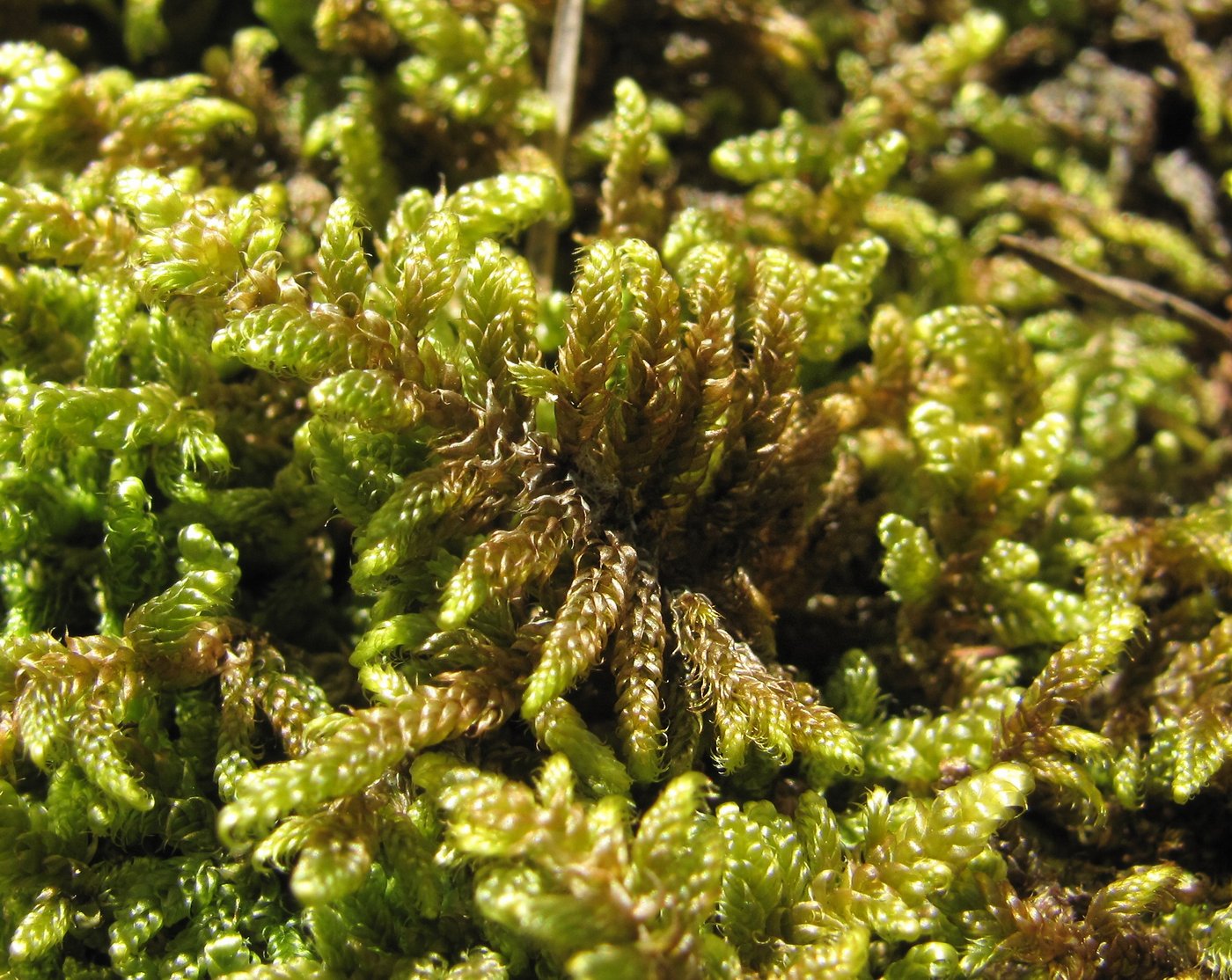 ��������� ����