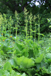 ������ �������