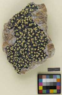 ���������� ����������