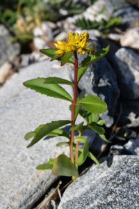 ������� �������