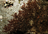 ��������� ���������