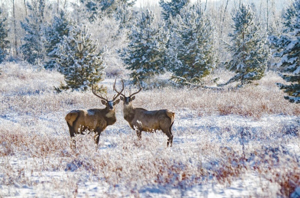 ����������� ��������