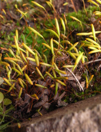 ����� ����������