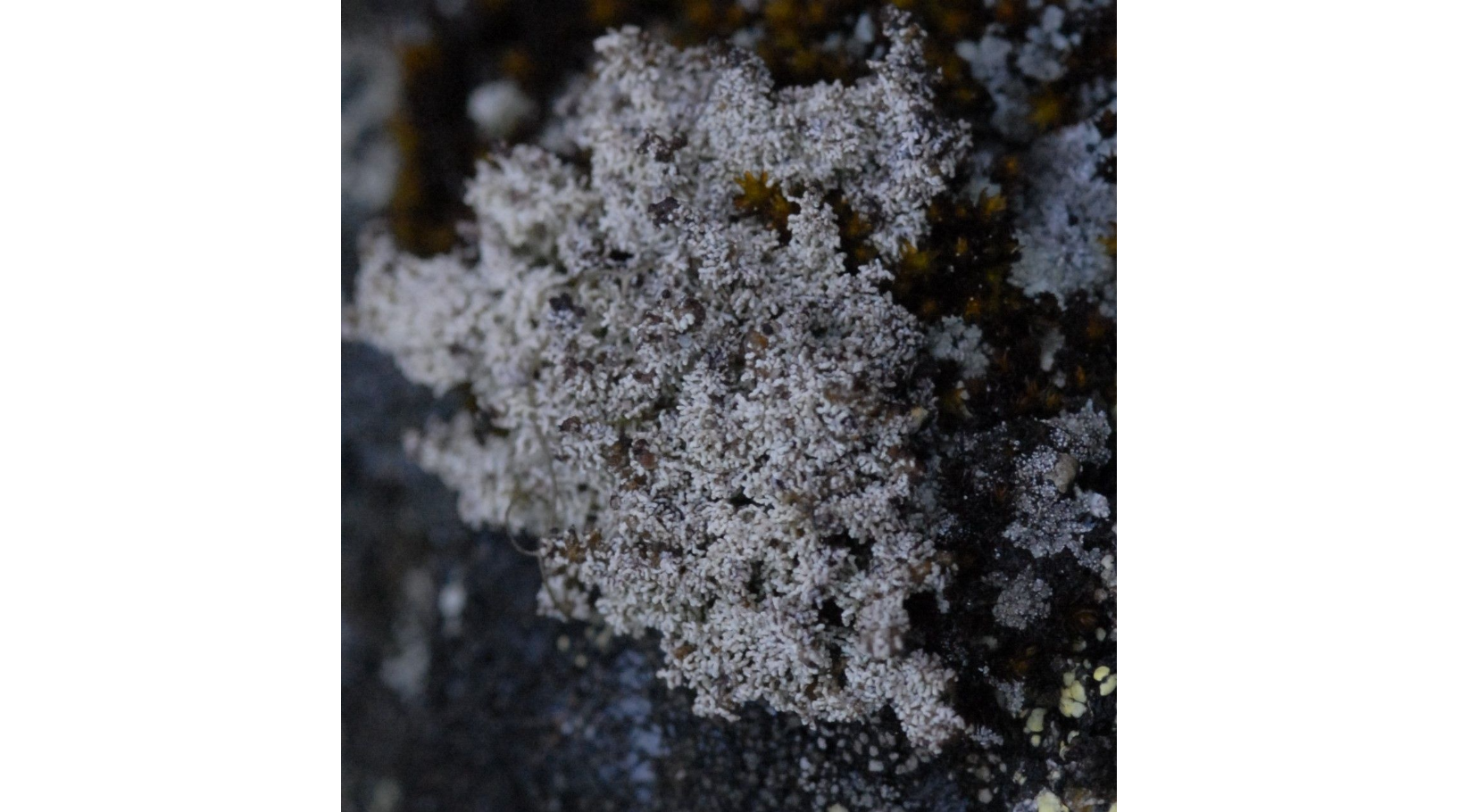 ������������ ����� �������������