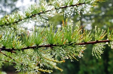 ������� ��������