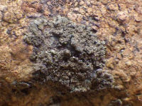 ���������� �����������