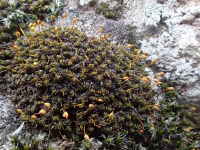 ������������ ���������