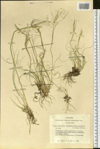 ������ ��������