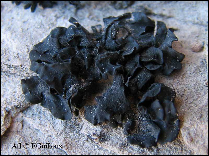 ������������� ����������