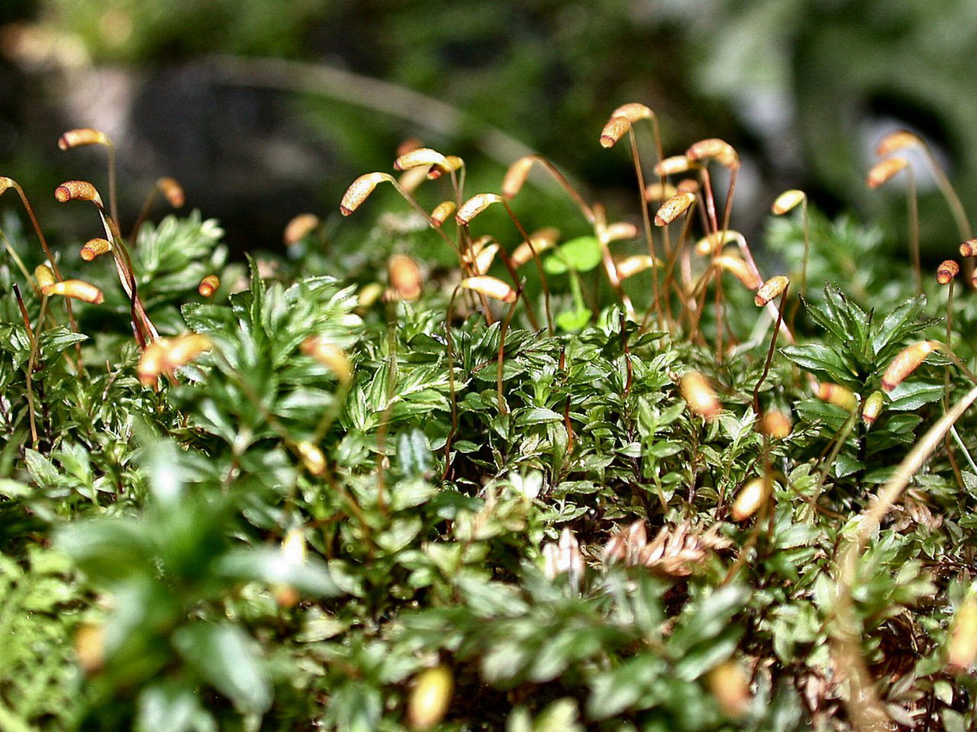 ����� �����������