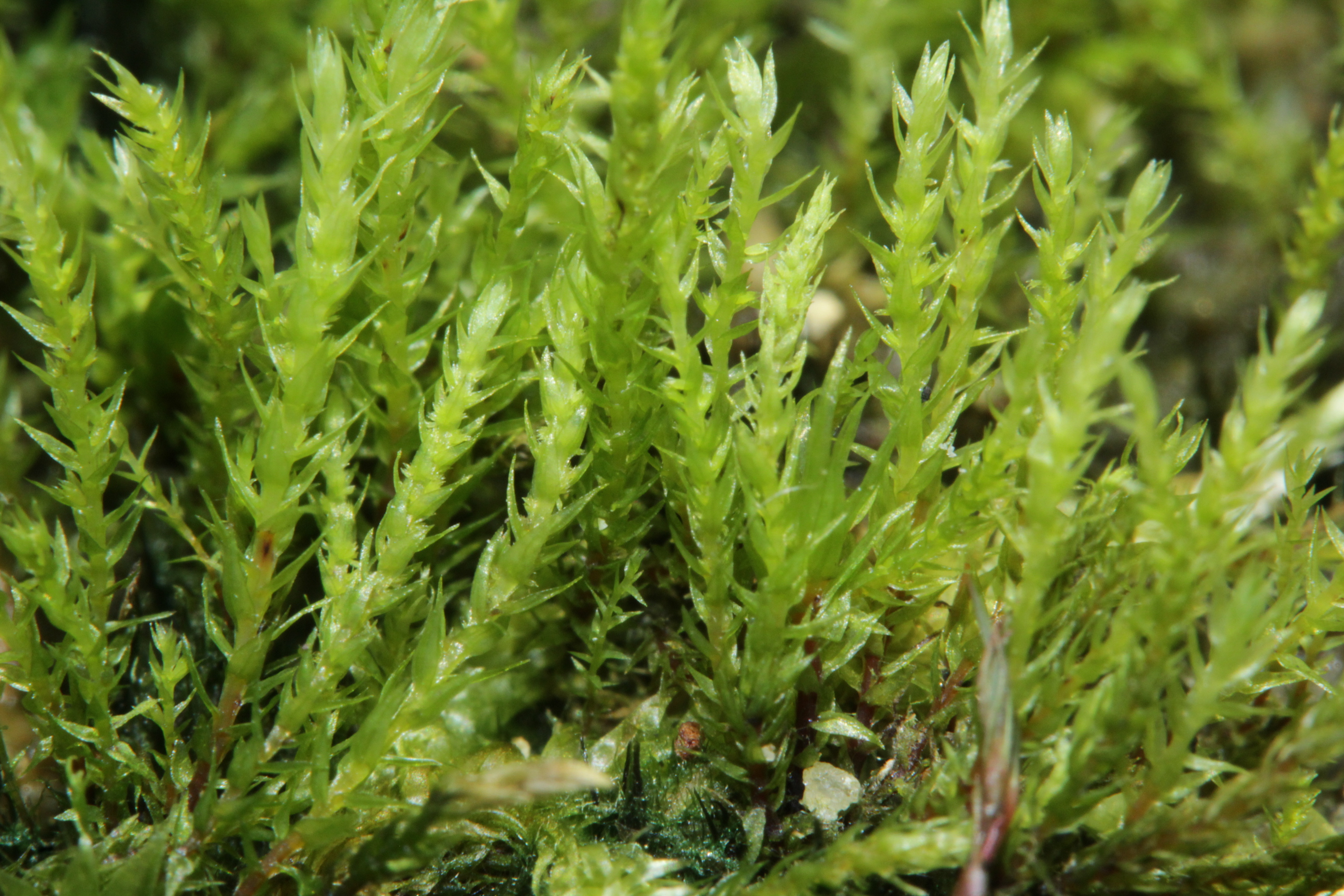 ����� ��������