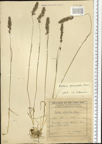 �������� ����������