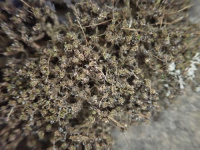 ��������� ���������