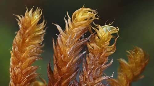 ���������������� ������������