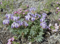 ������������� ������������������