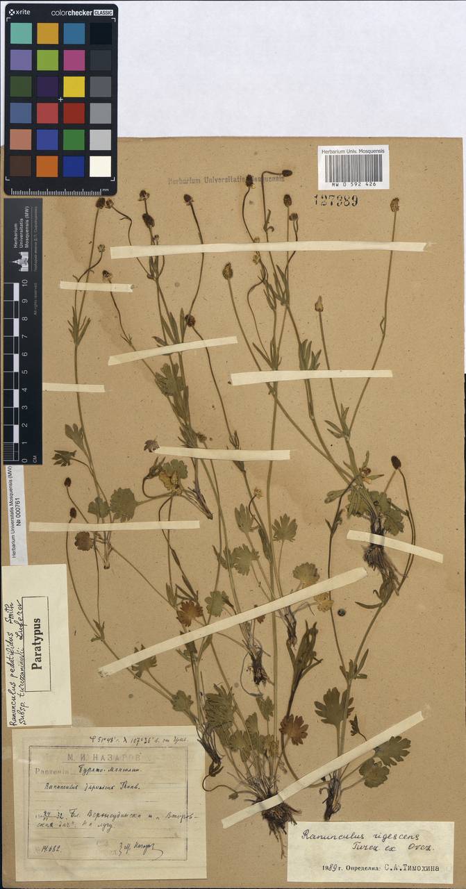 ����� �����������