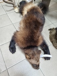 ������ ��������