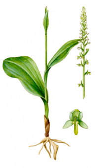 ����� �������� [������� ��������]