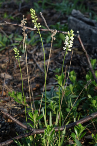 ��������� ����������