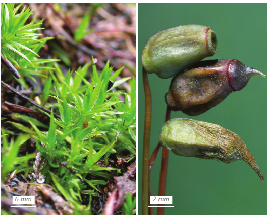 �������������� ��������������