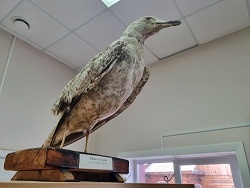 ������ �����