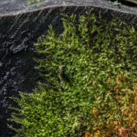 ����������� ������������