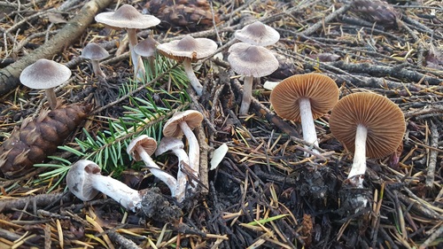 ��������� ��������