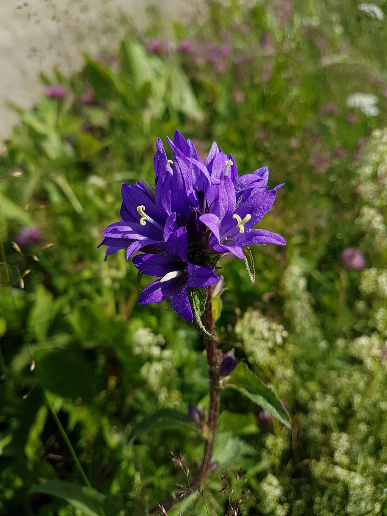 ����������� �������