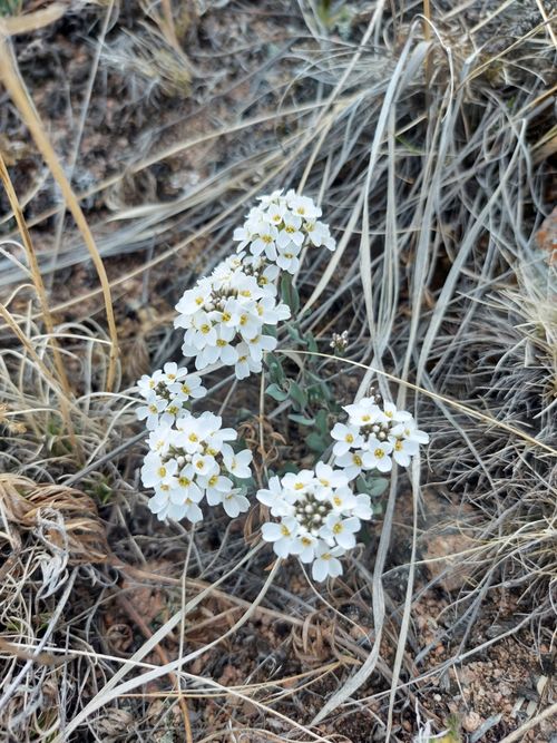 ������ ������������