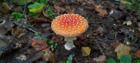 Amanita muscaria