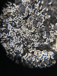 ����� �����������