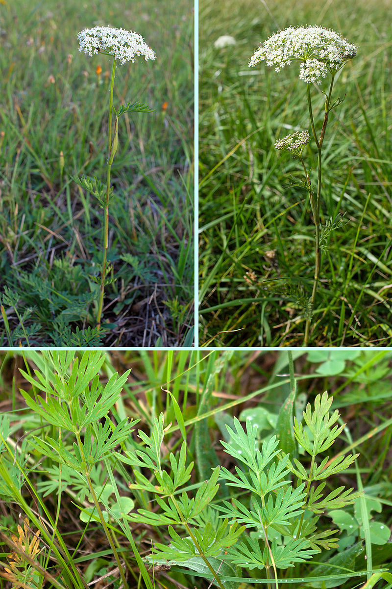 ������� ������������