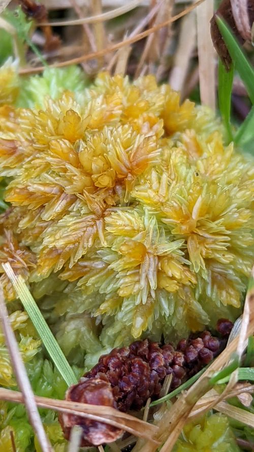 ������� ����������