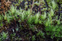 ����� ��������