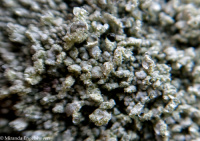 ������������ ����������