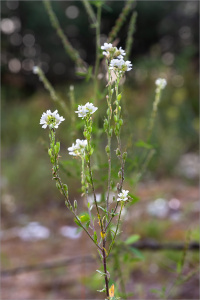 ������� �����