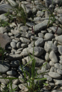 ������������� ���������