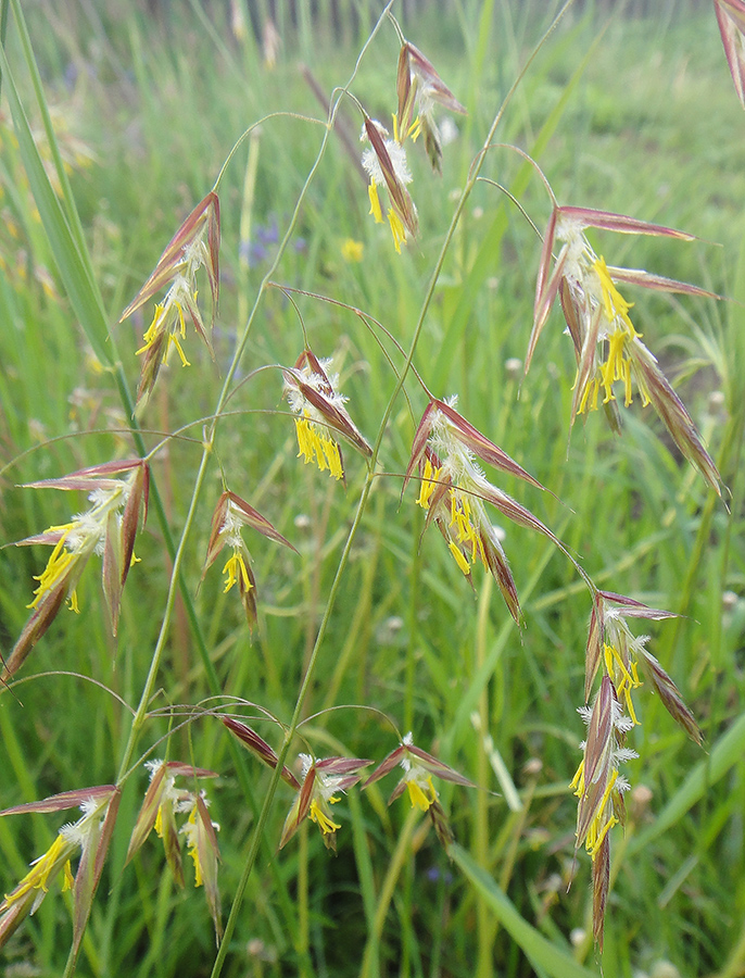 ������ ���������