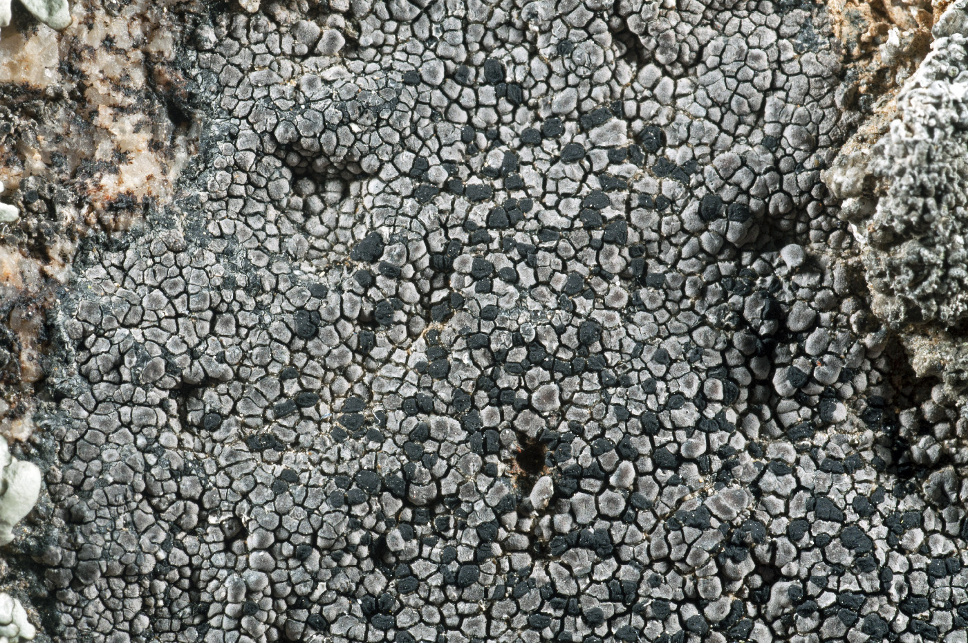 ���������� ������������