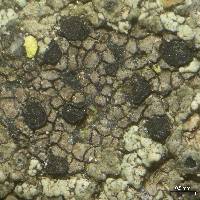 ���������� ������������