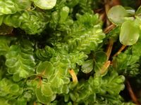 �������� �������������