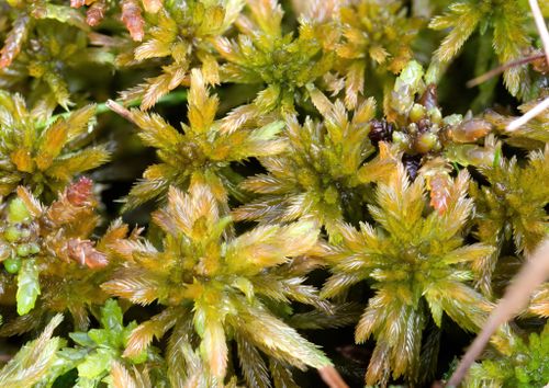 ������� ���������